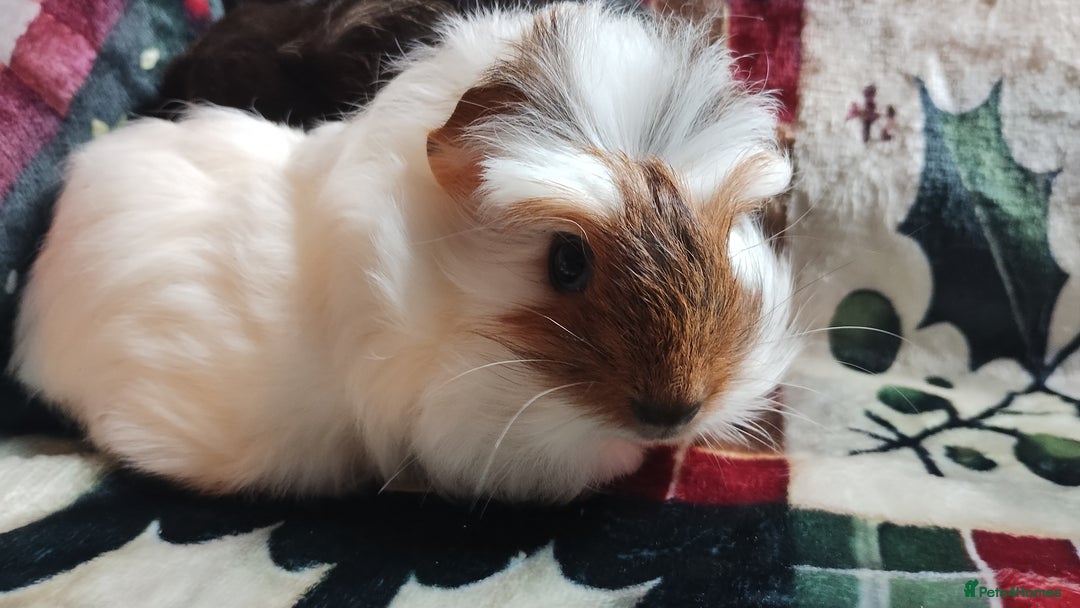 Guinea Pig rodents for sale: Very cute pair of boy guinea pigs ready now  - Advert 2