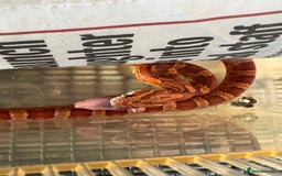 Corn Snake reptiles for sale: Baby corn snakes for rehoming in Witham - Image 3