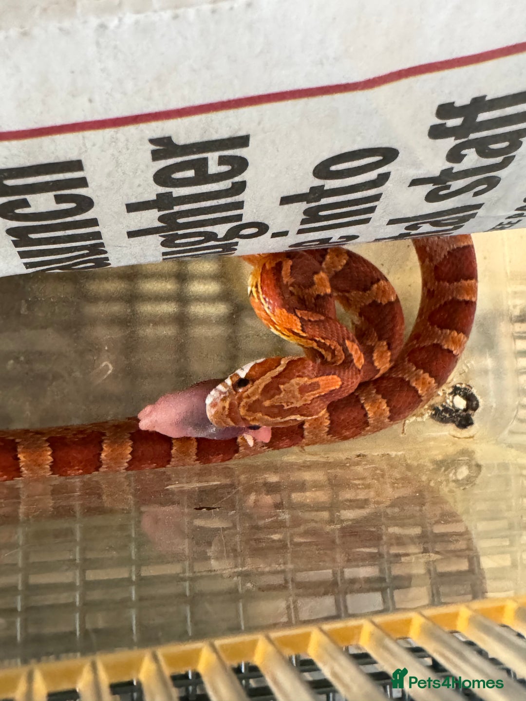 Corn Snake reptiles for sale: Baby corn snakes for rehoming in Witham - Image 3