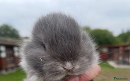 Mini Lop rabbits for sale: Baby mini lops ready to reserve !! - Image 25