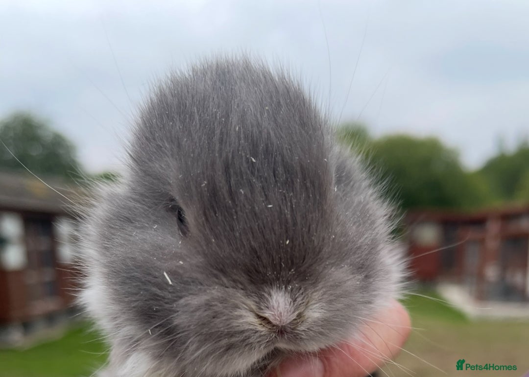 Mini Lop rabbits for sale: Baby mini lops ready to reserve !! - Image 25