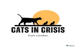 Domestic Shorthair cats for adoption: -Adopt from Cats in Crisis East London  - Image 1