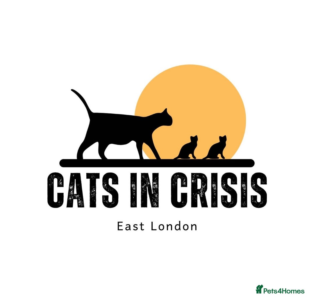 Domestic Shorthair cats for adoption: -Adopt from Cats in Crisis East London  - Image 1