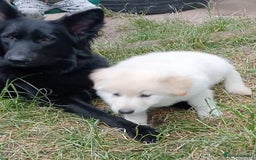 German Shepherd dogs for sale: Beautiful Chunky German Shepherd Puppies - Image 18