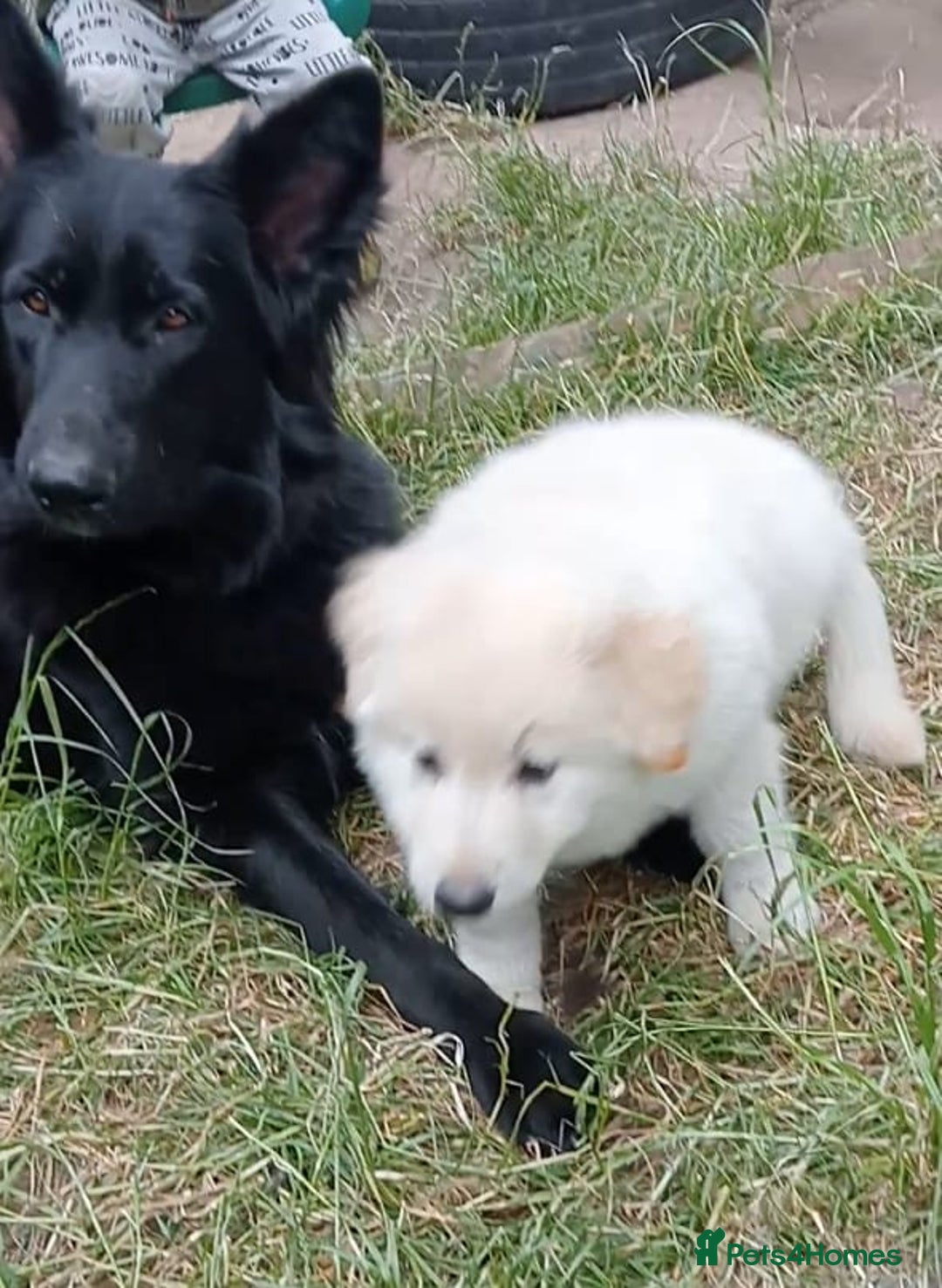 German Shepherd dogs for sale: Beautiful Chunky German Shepherd Puppies - Image 18