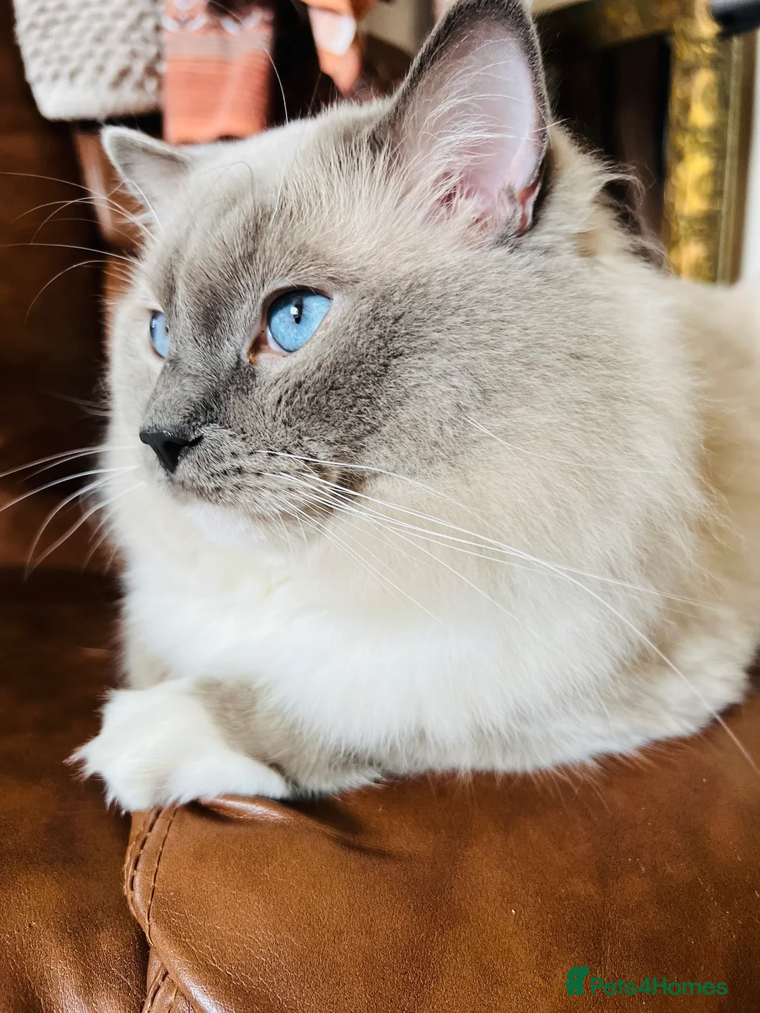Ragdoll cats for stud: GCCF & TICA registered stud, champion bloodline    in London - Advert 16