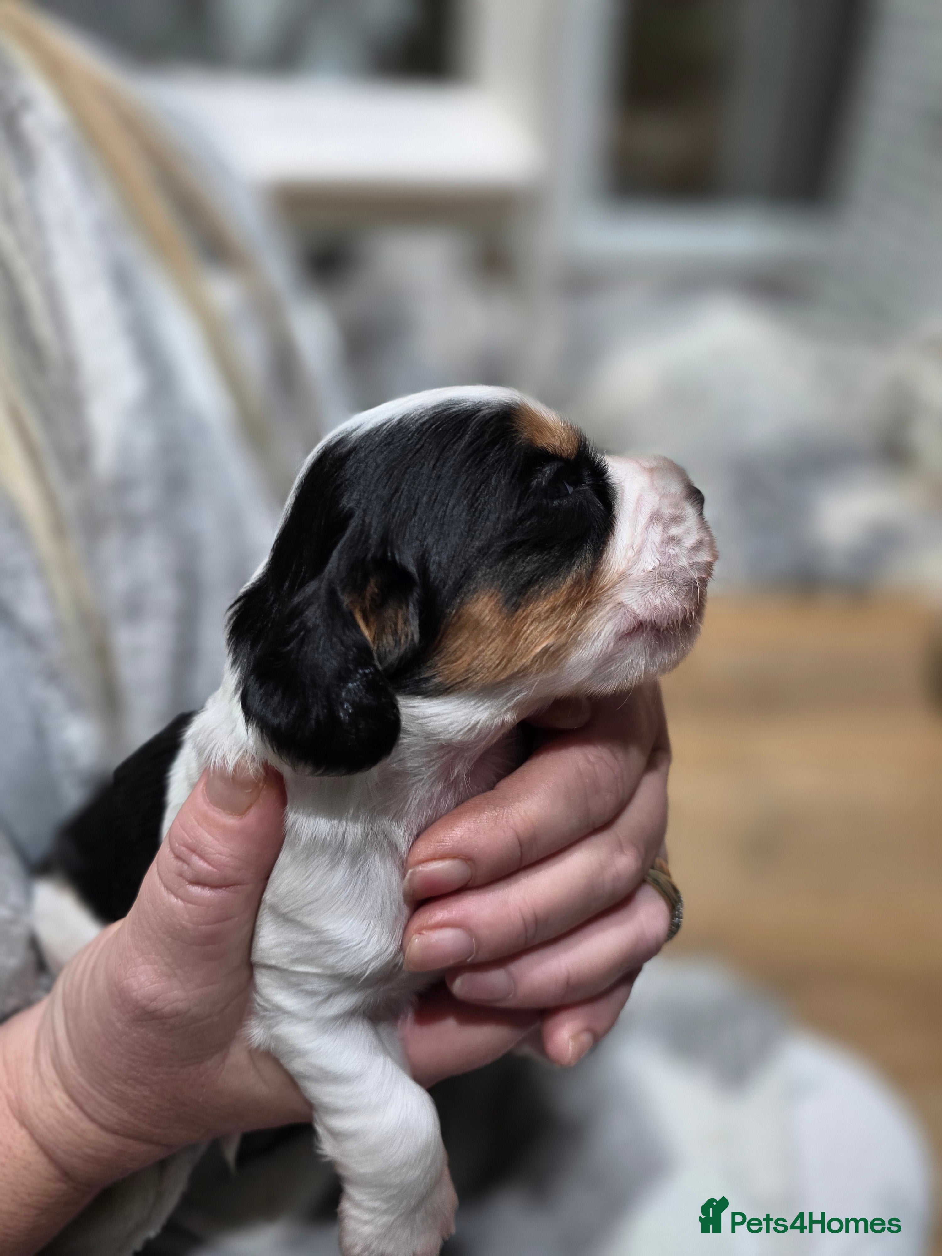 Cocker Spaniel dogs Beautiful cocker spaniel puppies - Advert 4