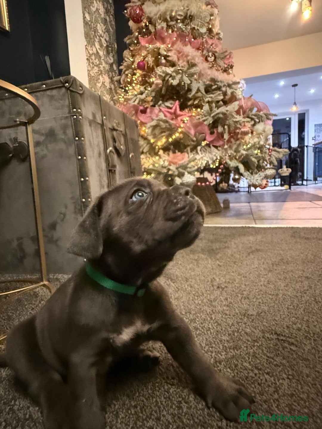 Cane Corso dogs for sale: EXCEPTIONAL PEDIGREE CANE CORSO PUPPIES - Advert 15