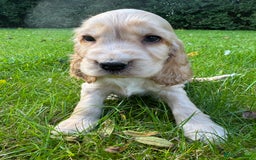 Cocker Spaniel dogs for sale: BEAUTIFUL KC SHOW TYPE COCKER SPANIELS  - Image 17