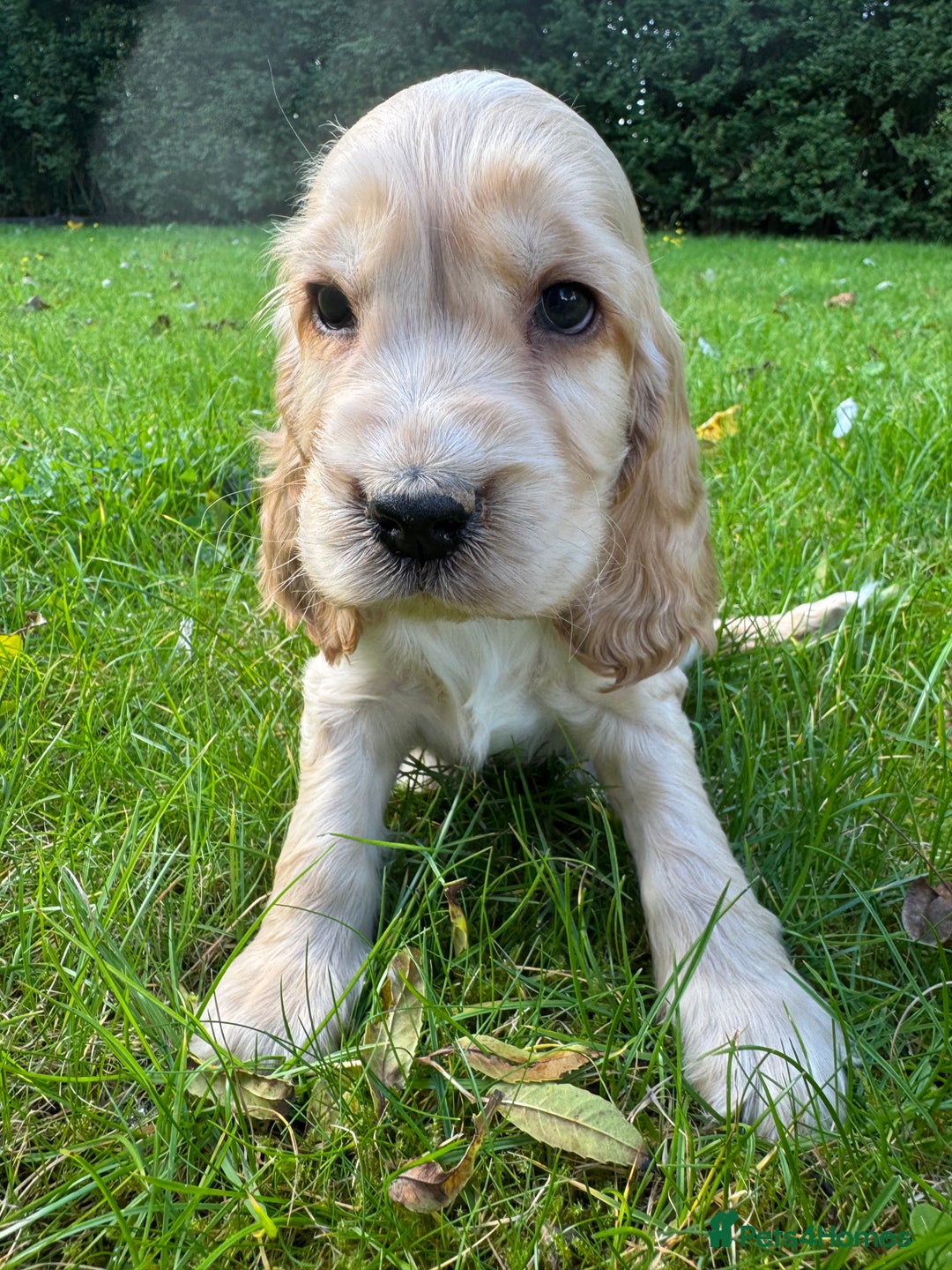 Cocker Spaniel dogs for sale: BEAUTIFUL KC SHOW TYPE COCKER SPANIELS  - Image 17