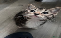 Mixed Breed cats for sale: Friendly and playful kitties  - Image 2
