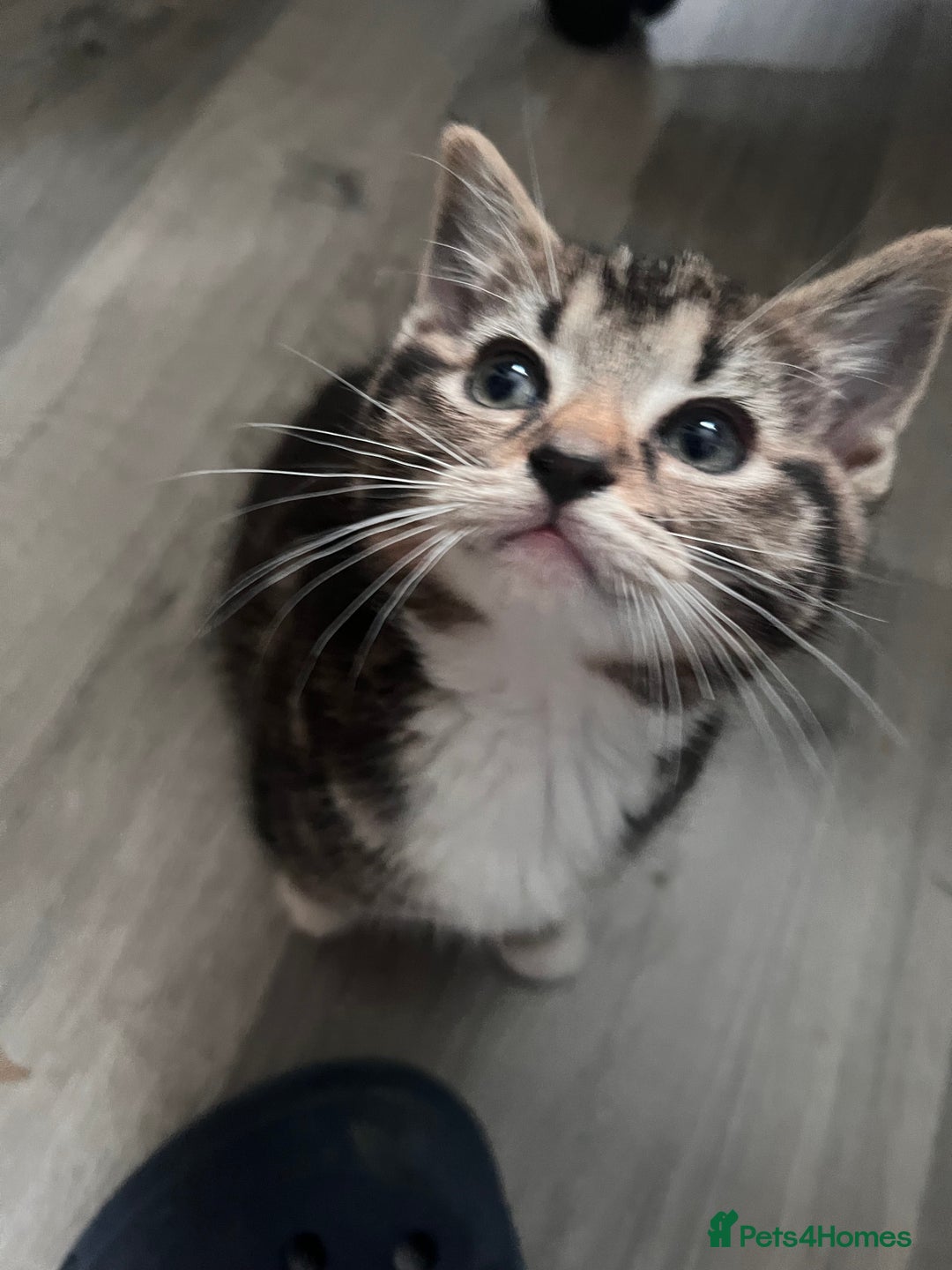 Mixed Breed cats for sale: Friendly and playful kitties  - Image 2
