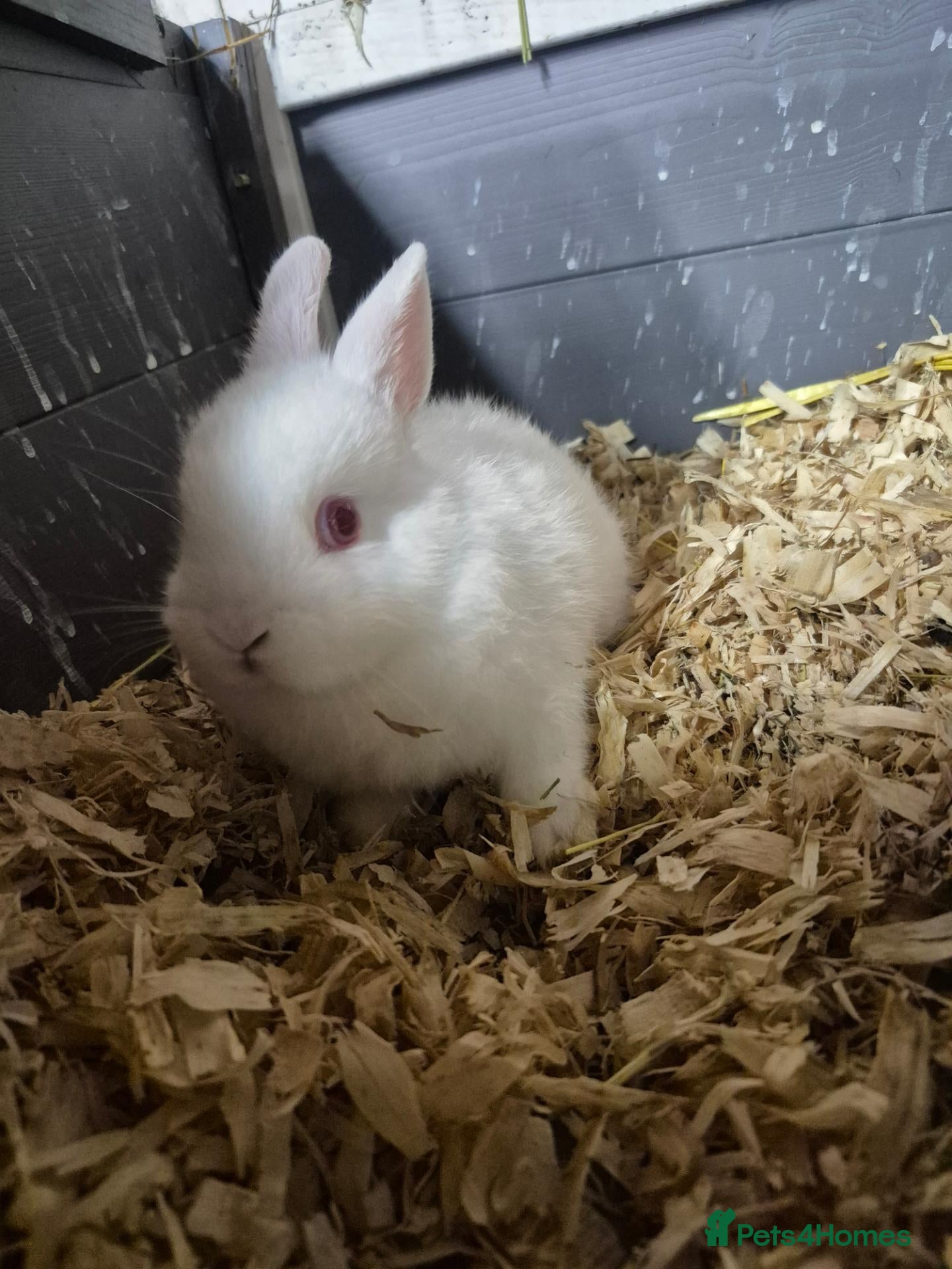 Netherland Dwarf rabbits Netherland dwarf 8 week old doe - Advert 1