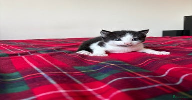 Mixed Breed cats - Advert 16