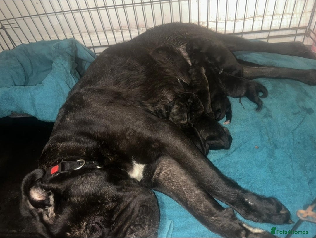 Cane Corso dogs for sale: Cane corsos  puppies  - Image 23