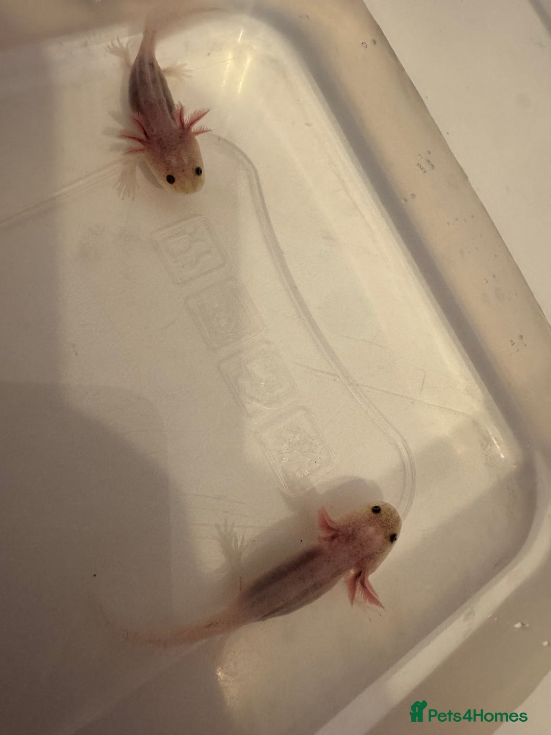 Axolotl reptiles for sale: Axolotl - Image 15