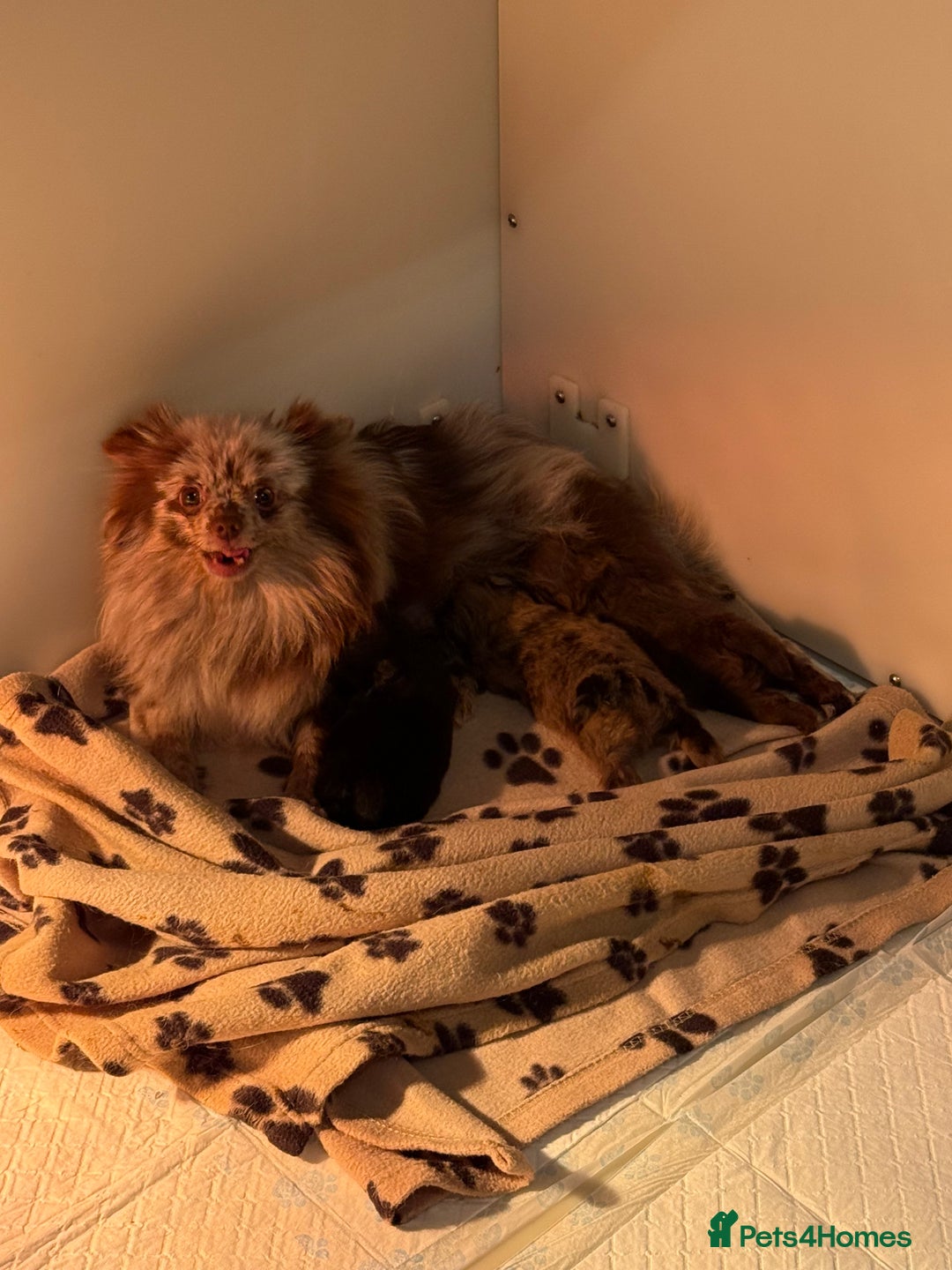 Pomeranian dogs for sale: ✨ PERFECT ✨ POMERANIANS with free delivery 🚚 ❤️ - Advert 4