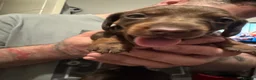 Miniature Dachshund dogs for sale: Last 2 Beautiful Pedigree Miniature Dachshunds  - Advert 17