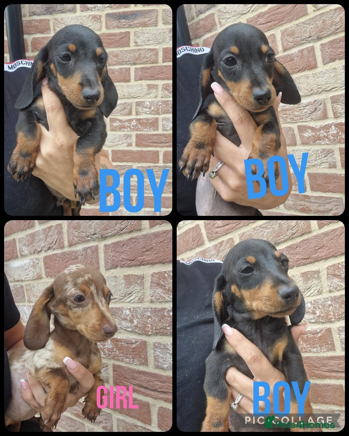 Miniature Dachshund dogs READY NOW smooth haired daxies - Advert 10