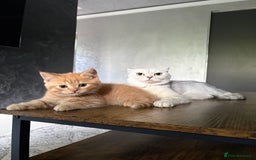 Scottish Fold cats for sale: Scottish fold kittens ready to find new homes - Image 38