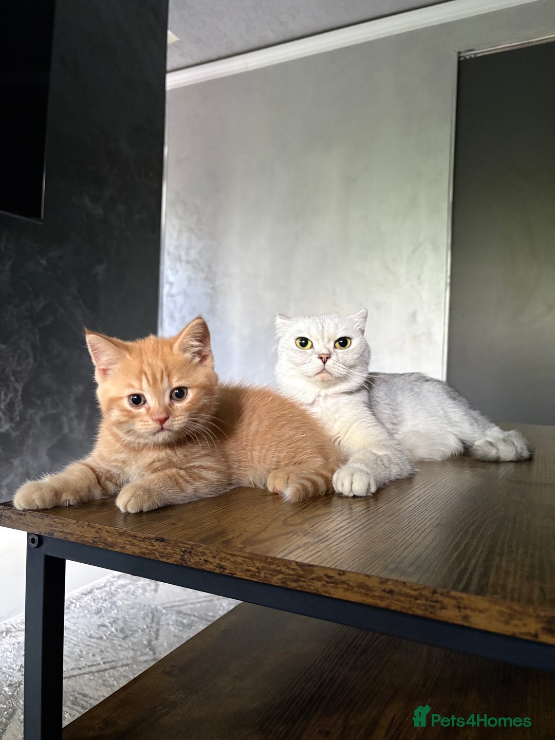 Scottish Fold cats for sale: Scottish fold kittens ready to find new homes - Image 38