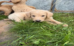 Labradoodle dogs for sale: Health tested chunky and fluffy labradoodles  - Image 19