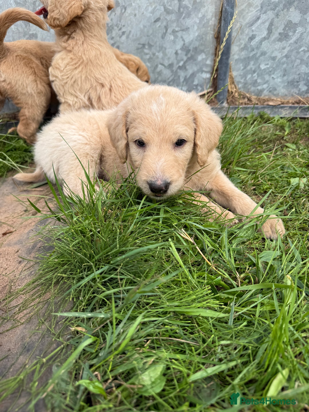 Labradoodle dogs for sale: Health tested chunky and fluffy labradoodles  - Image 19