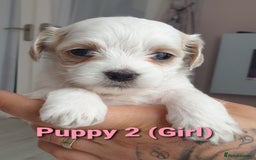 Maltipoo dogs for sale: 6 Pedigree Club registered Maltipoo puppies - Image 3