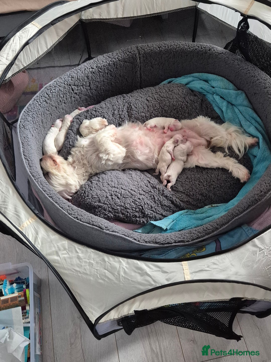 Maltese dogs for sale: K1 Beautiful Maltese puppies  - Advert 26