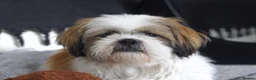Shih Tzu dogs for stud: Handsome Shih Tzu Male Teddy Available for Stud  in Sutton - Advert 3