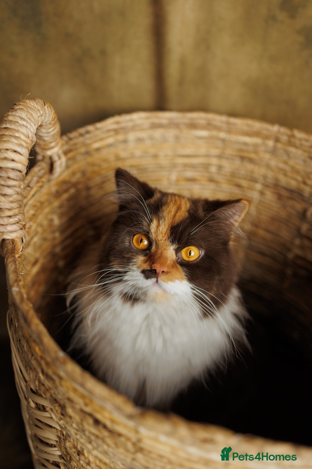 British Shorthair cats for sale: British Short and Long Hair  - Image 9