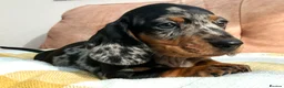 Miniature Dachshund dogs for sale: KC registered, PRA clear, Silver dapple, Male - Advert 2