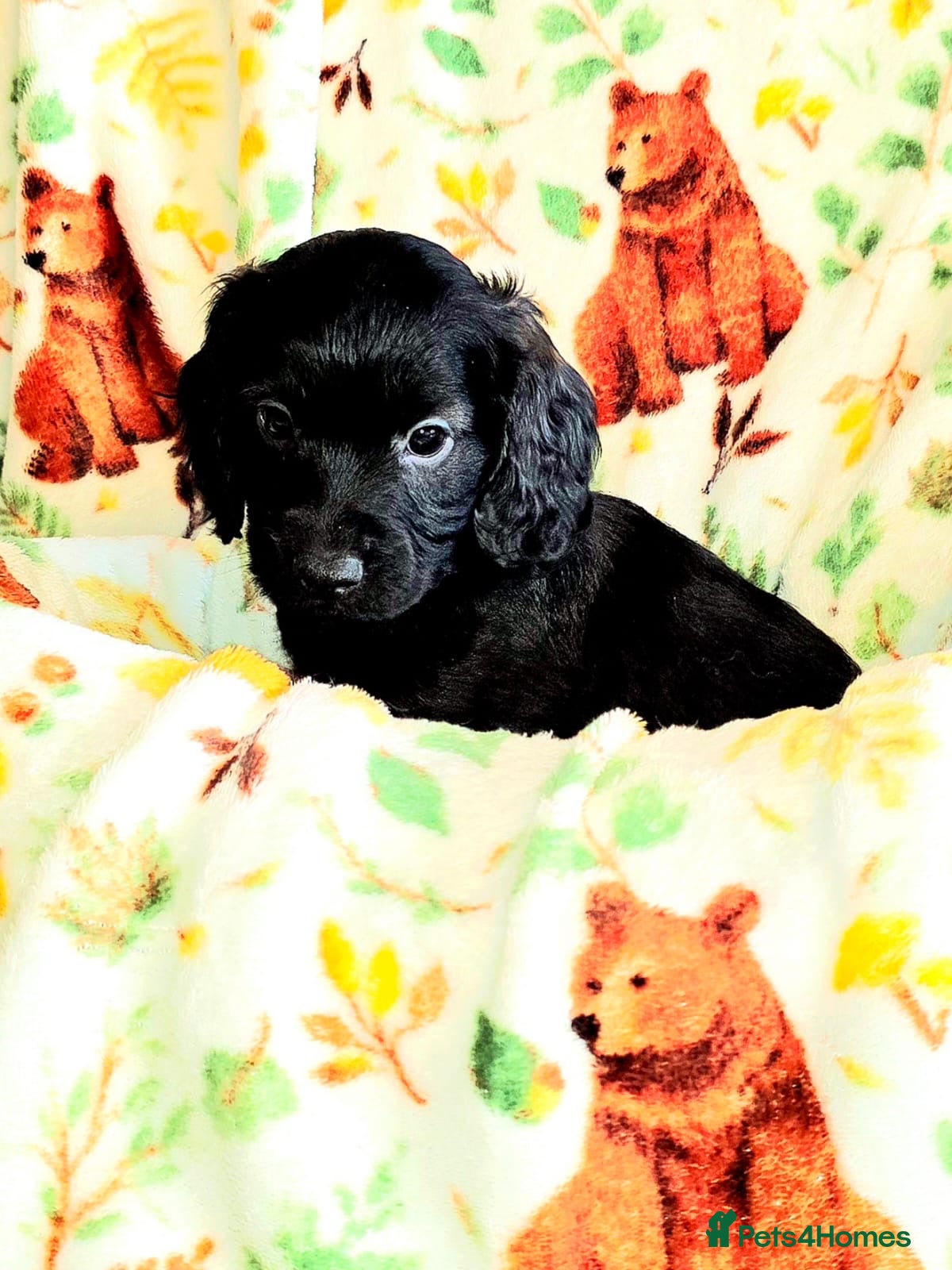 Cockapoo dogs OUTSTANDING BEAUTIFUL F1b cockapoo fur babies!! - Advert 15