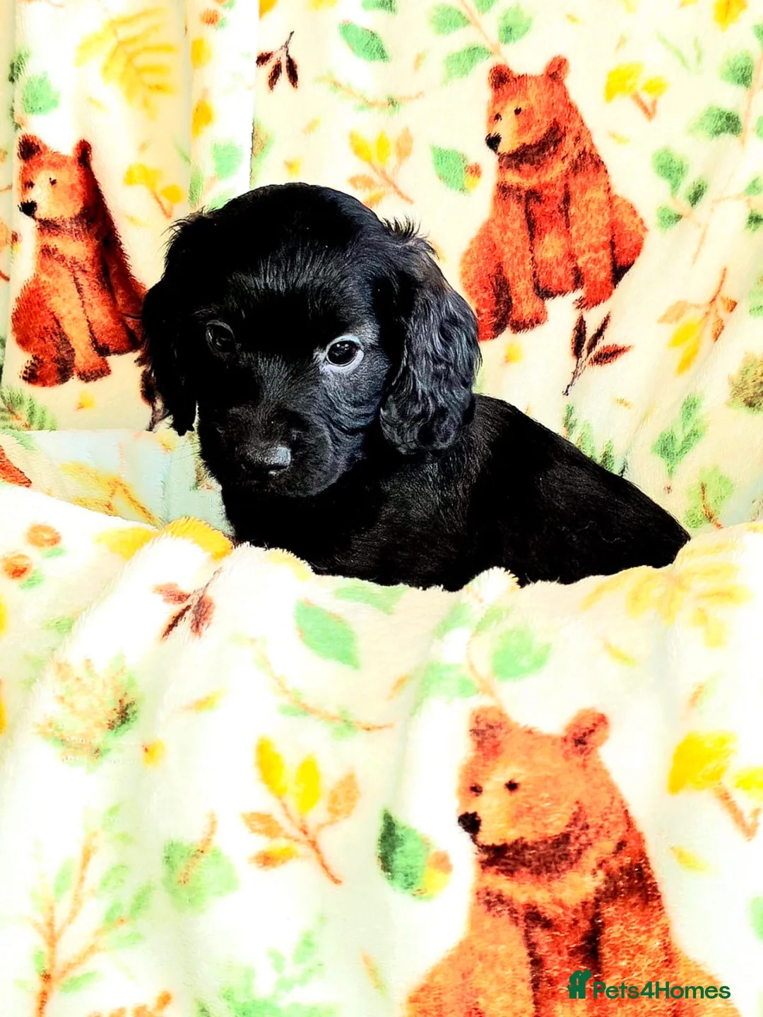 Cockapoo dogs for sale: ONLY 1 STUNNING F1b cockapoo left!! - Advert 1