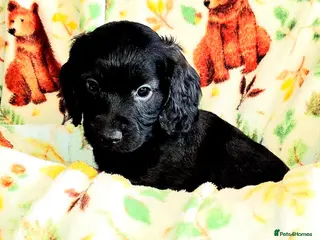 Cockapoo dogs OUTSTANDING BEAUTIFUL F1b cockapoo fur babies!! - Advert 15