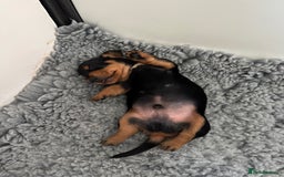 Miniature Dachshund dogs for sale: Gorgeous KC reg miniature Dachshund puppies  - Image 10