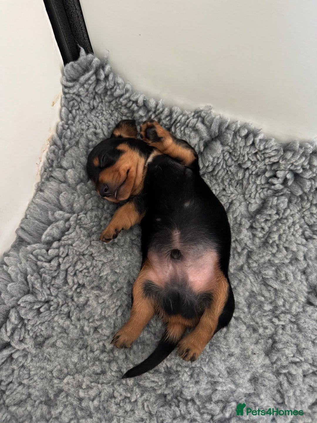 Miniature Dachshund dogs for sale: Gorgeous KC reg miniature Dachshund puppies  - Image 10