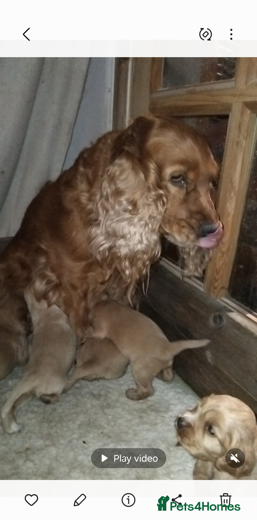 Cocker Spaniel dogs for sale: Golden show cocker spaniel pups ready 10th Feb - Advert 1