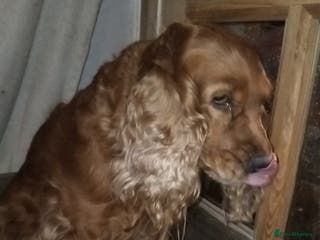 Cocker Spaniel dogs Golden show cocker spaniel pups ready 10th Feb - Advert 2