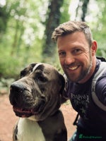 Mixed Breed dogs - Advert 3