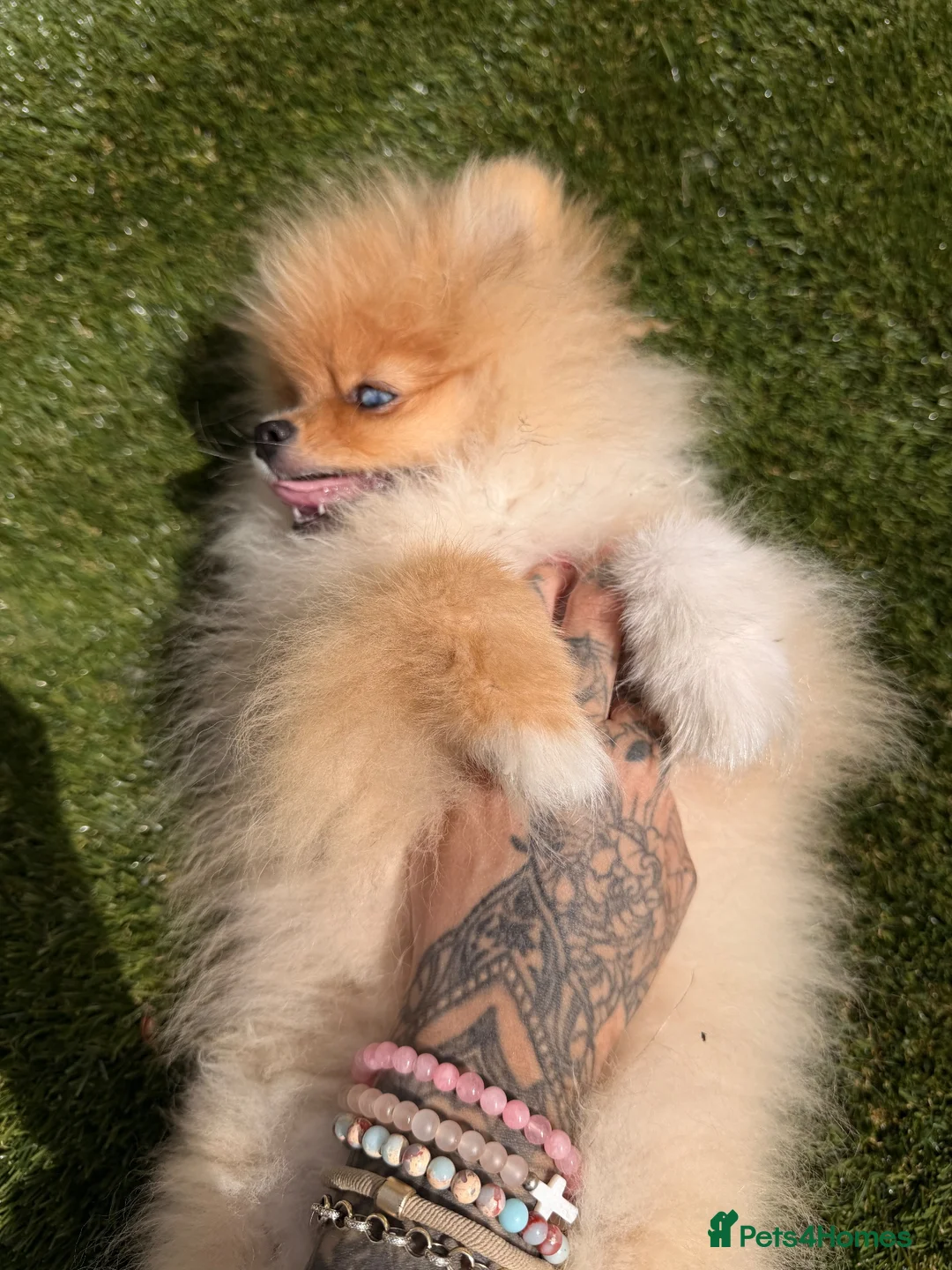 Pomeranian dogs for sale:  Super Tiny Orange Sable Boy - Advert 2