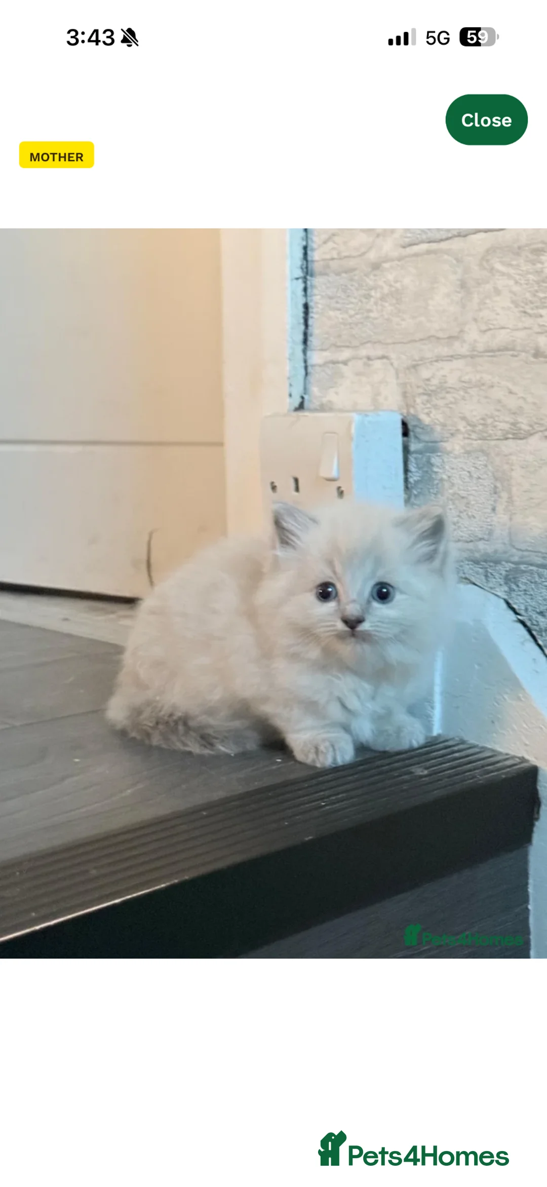 Ragdoll cats for sale: Girl Ragdoll kitten - Advert 4