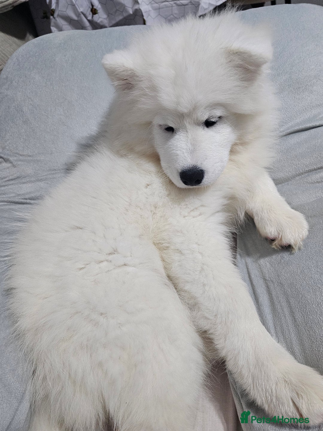 Samoyed dogs for sale: Beautiful, cheerful Samoyeds.  - Advert 2