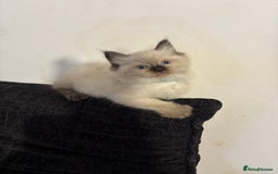 Ragdoll cats for sale: Pure Fluffy Ragdoll kittens - Image 6