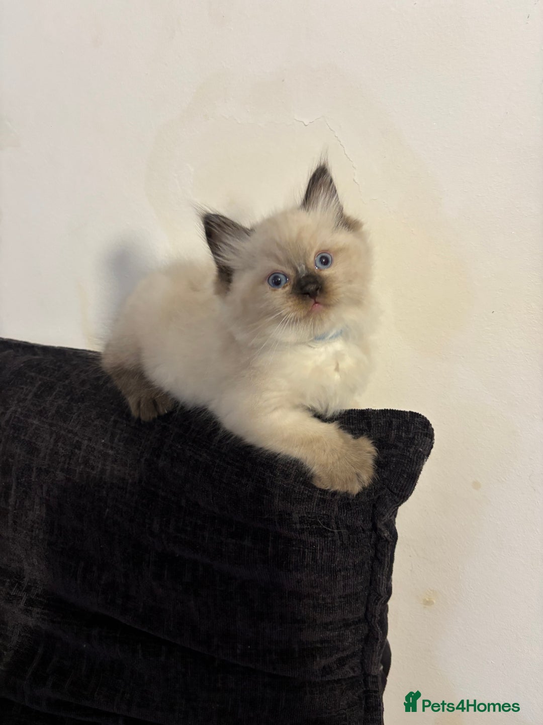 Ragdoll cats for sale: Pure Fluffy Ragdoll kittens - Image 6