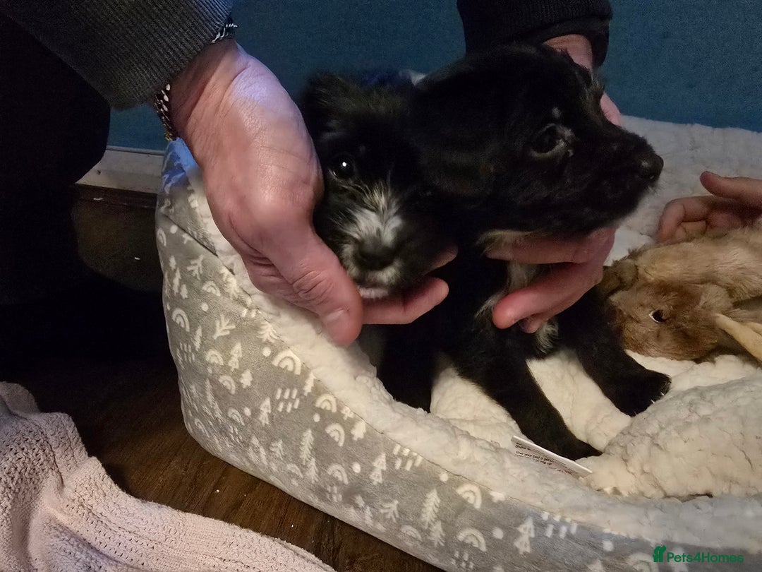 Mixed Breed dogs for sale: Jack Russell terrier - Advert 2