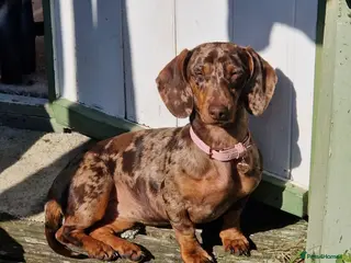 Dachshund dogs ❤️ 5 Little Sausages ❤️ - Advert 1