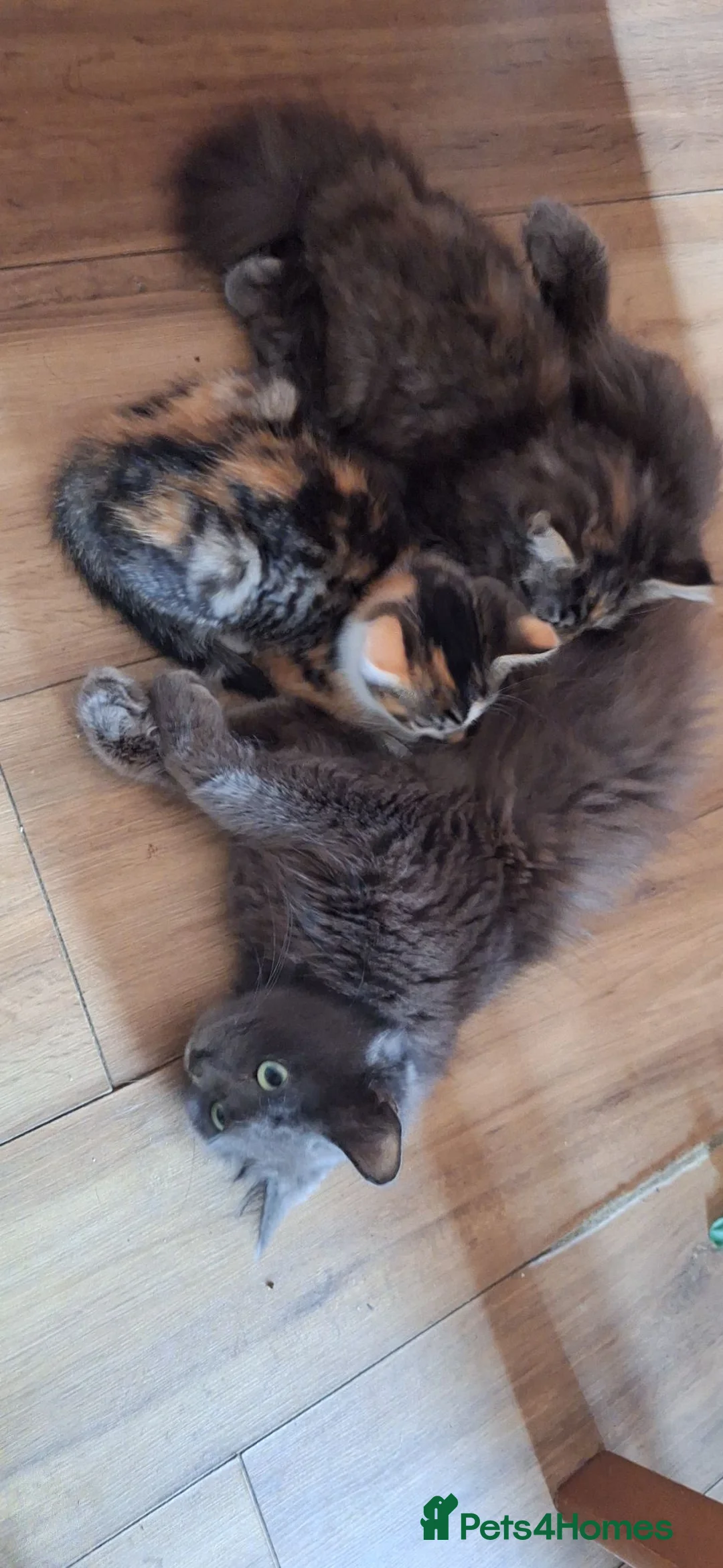 Ragdoll cats for sale: Stunning ragdoll cross kittens - Advert 2