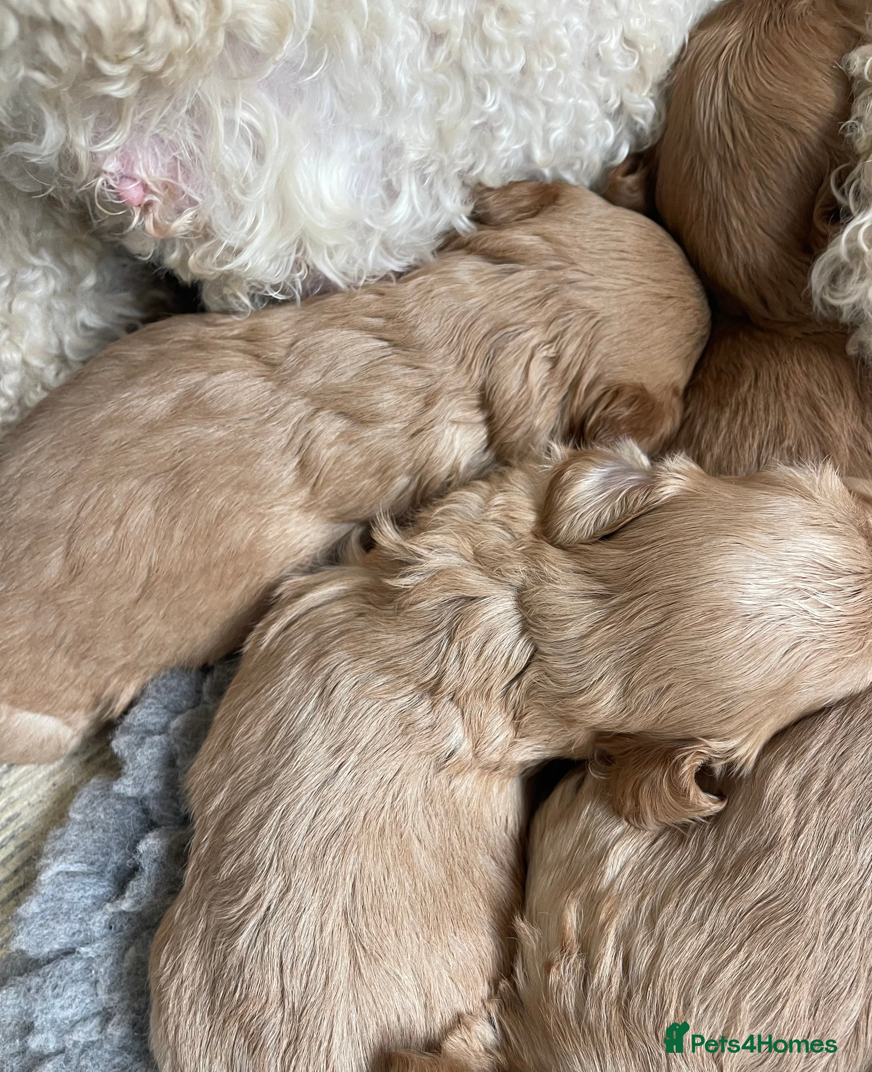 Cavapoo dogs STUNNING DNA TESTED CAVAPOOS - Advert 1