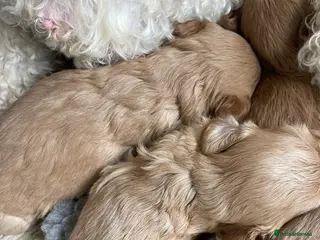 Cavapoo dogs STUNNING DNA TESTED CAVAPOOS - Advert 1